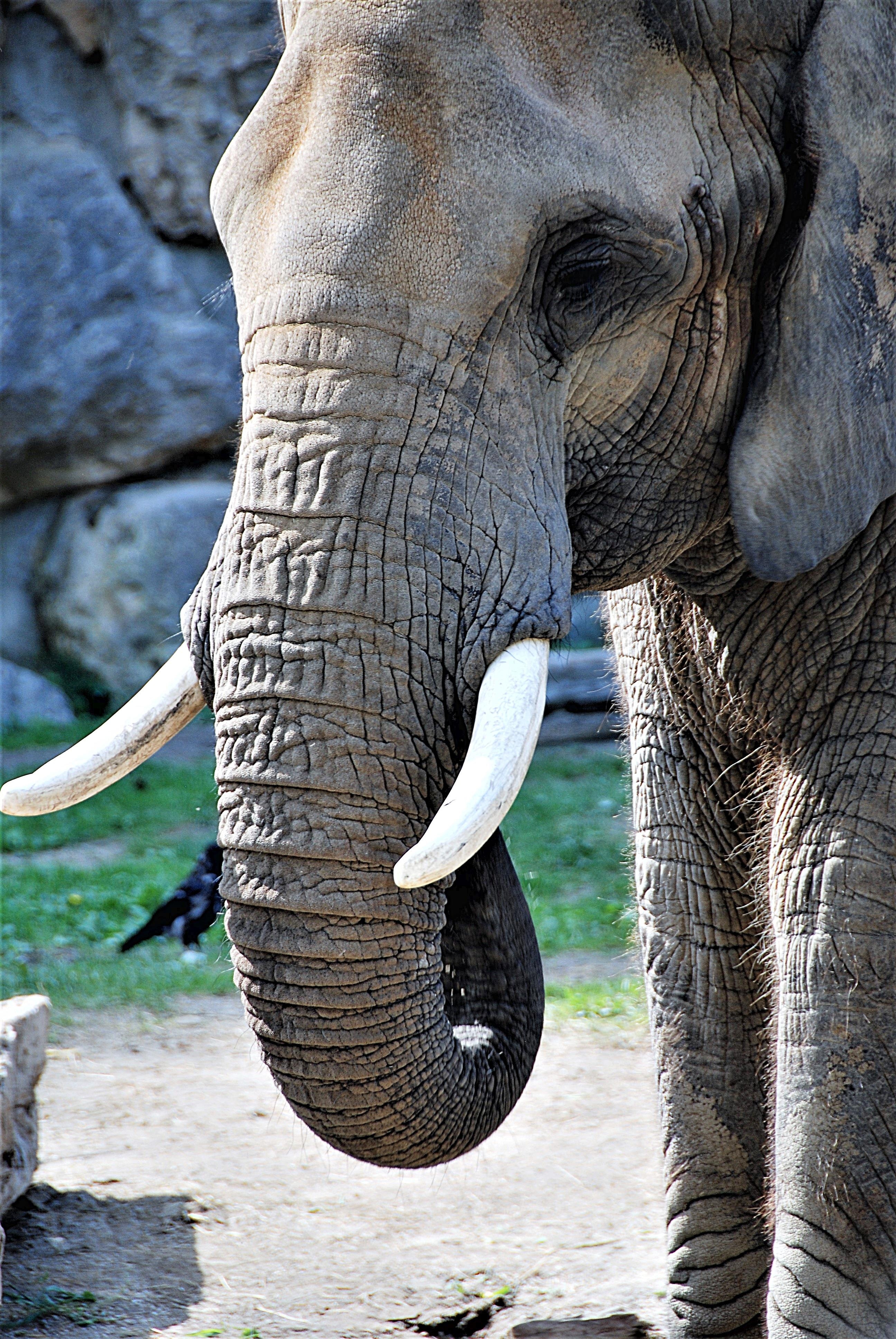 One Elphant One World